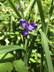 Tradescantia bracteata
