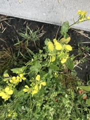 Rhamphospermum arvense