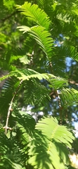 Metasequoia glyptostroboides