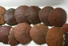 Echinarachnius parma