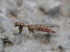 Mantispa styriaca