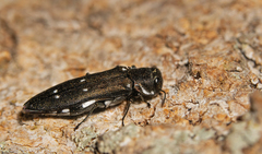 Agrilus ater