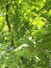 Metasequoia glyptostroboides