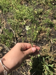 Capsella bursa-pastoris