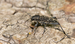 Xylotrechus rusticus