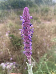 Nepeta tuberosa