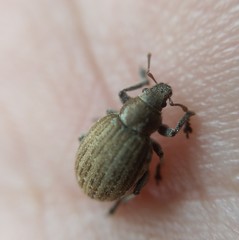 Philopedon plagiatum