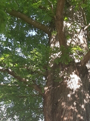 Metasequoia glyptostroboides