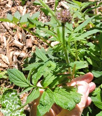 Valeriana officinalis officinalis
