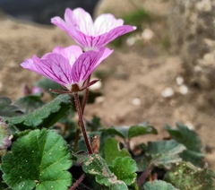 Erodium corsicum