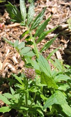 Valeriana officinalis officinalis