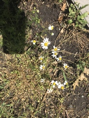 Tripleurospermum inodorum