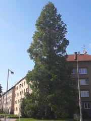 Metasequoia glyptostroboides