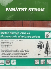 Metasequoia glyptostroboides