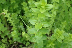 Cruciata glabra krylovii