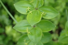 Cruciata glabra krylovii