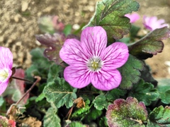 Erodium corsicum