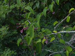 Jacquemontia solanifolia