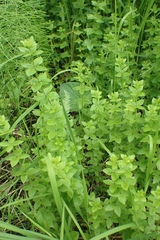 Cruciata glabra krylovii
