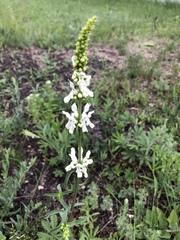 Stachys recta