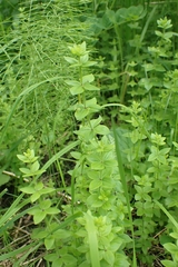 Cruciata glabra krylovii