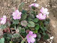 Erodium corsicum