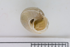 Margarites costalis