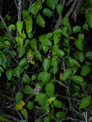Jacquemontia solanifolia