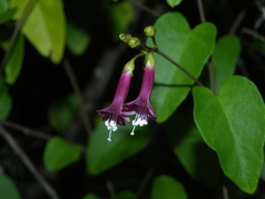 Jacquemontia solanifolia