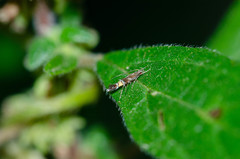 Cosmopterix pulchrimella