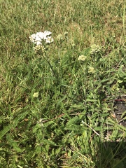 Achillea millefolium