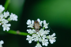 Lepidargyrus ancorifer