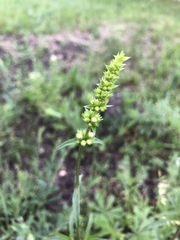 Stachys recta