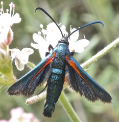 Synanthedon polygoni