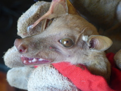 Epomophorus gambianus