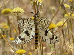 Palpares hispanus
