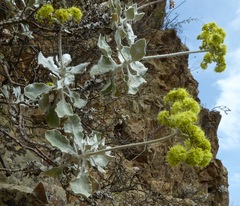 Eriogonum crocatum