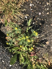 Matricaria discoidea