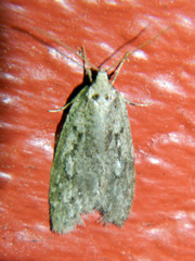 Semioscopis