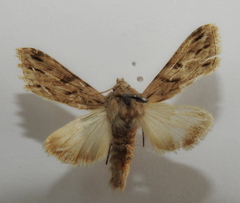 Cucullia fraudatrix