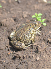 Pelobates vespertinus