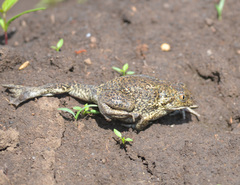 Pelobates vespertinus