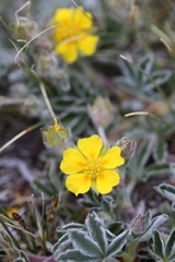 Potentilla concinna