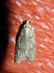 Semioscopis