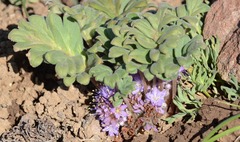 Hydrophyllum alpestre