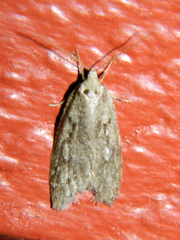 Semioscopis