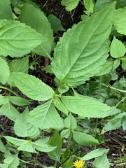 Impatiens parviflora