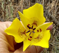 Calochortus clavatus
