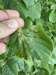 Physemocecis hartigi