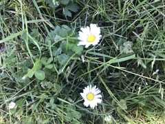 Bellis perennis